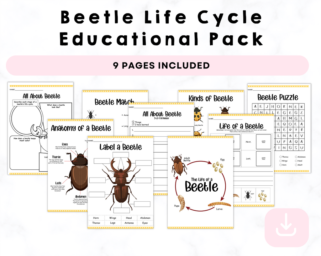 Beetle Life Cycle Educational Pack Printable