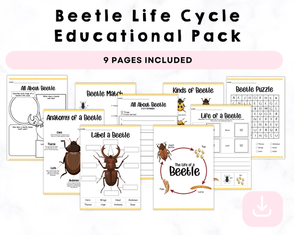 Beetle Life Cycle Educational Pack Printable