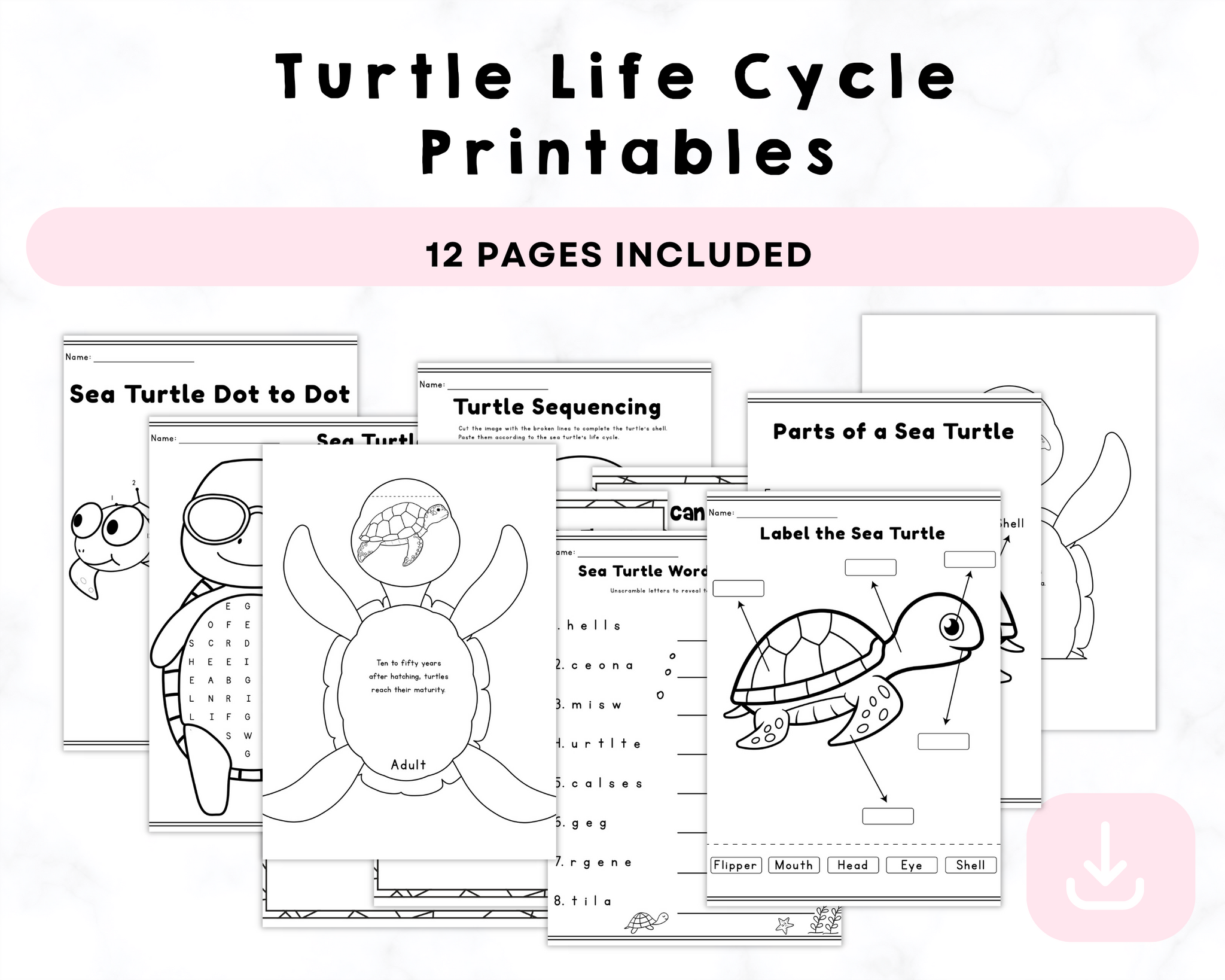 Turtle Life Cycle Printables CrystalandComp